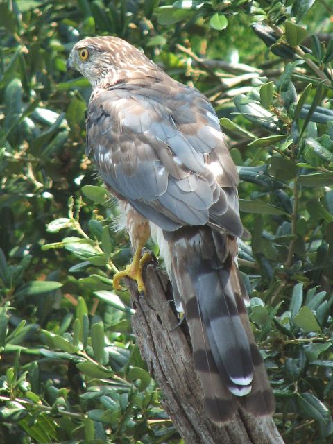 Cooper's Hawk